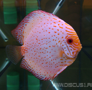 Discus White Butterfly (Дискус Белая бабочка)