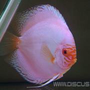Discus White Butterfly (Дискус Белая бабочка)