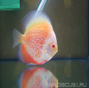 Discus White Leopard (Белый леопард)