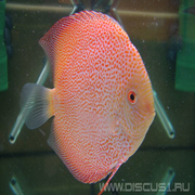 Discus White Leopard (Белый леопард)