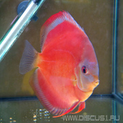 Discus Virgin Red (Дискус Девственно красный)